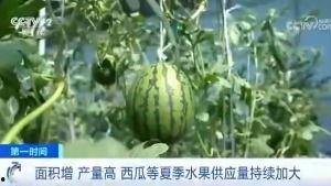 夏天吃瓜群众免费观看